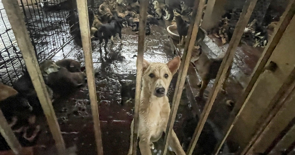 Làng giết mổ chó lớn nhất Hà Nội: Nhiều người bỏ nghề