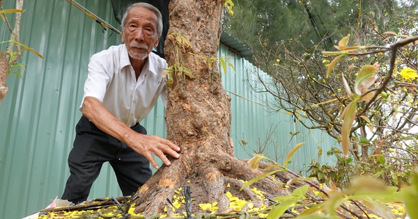 Cụ ông U.100 mang mai vàng gần nửa tỉ đồng ra chợ hoa xuân Cần Thơ