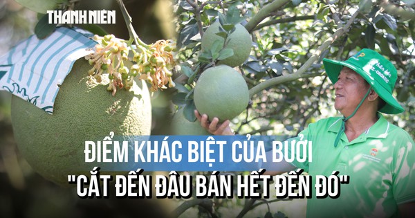 Bưởi chưng tết trồng trên đất phèn 'cắt đến đâu bán hết đến đó' có gì đặc biệt?