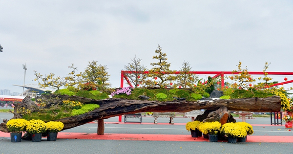 Tác phẩm mai vàng rao bán gần 800 triệu ở Hà Nội có gì đặc biệt?