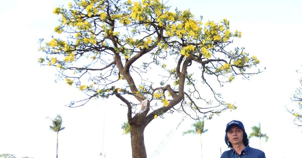 Mai cổ thụ giá nửa tỉ đồng xuống phố Đà Nẵng, chợ Tiên Sơn nhộn nhịp xuyên đêm