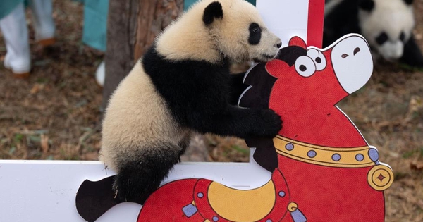 30 gấu trúc con Trung Quốc ra mắt công chúng dịp tết Nguyên đán