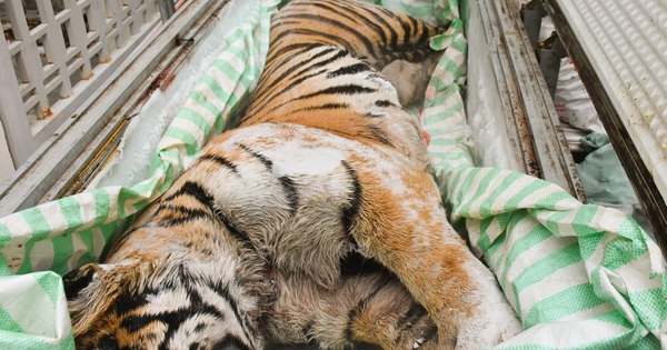 Khởi tố 2 người đàn ông mua bán hổ để nấu cao bán dịp tết Nguyên đán