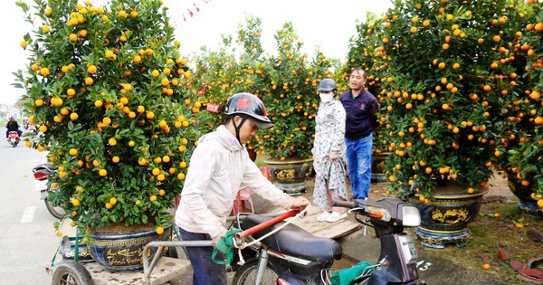 Nghề chở quất mai ở Đà Nẵng cận tết: Có ngày kiếm hơn 1 triệu đồng