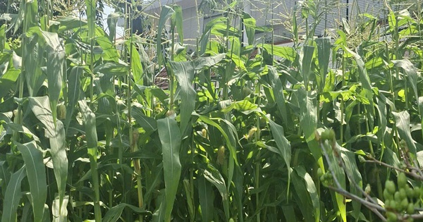 Độc đáo trào lưu chưng tết cây bắp: Vì sao hút khách?