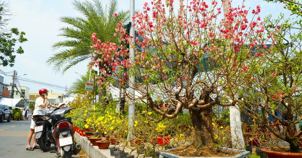 Bất ngờ với giá cây hoa đào 'độc nhất' ở chợ hoa Cần Thơ