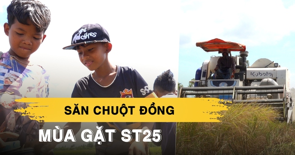 Về miền Tây mùa gặt ST25 xem trẻ con háo hức săn chuột đồng ăn tết