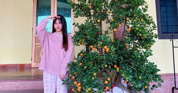 Valentine Đậm Chất Tết: Chậu Quất Thay Hoa Hồng Làm Quà Tặng Độc Đáo
