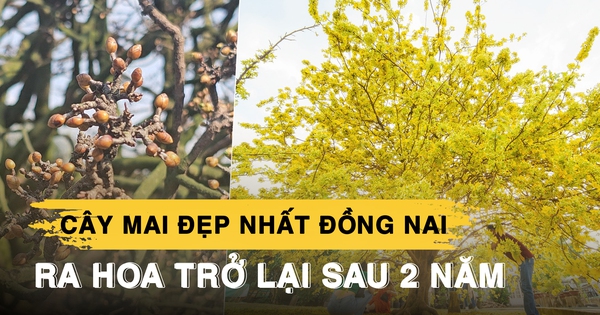 Cây mai đẹp nhất Đồng Nai bất ngờ nở hoa trở lại sau 2 năm vắng bóng