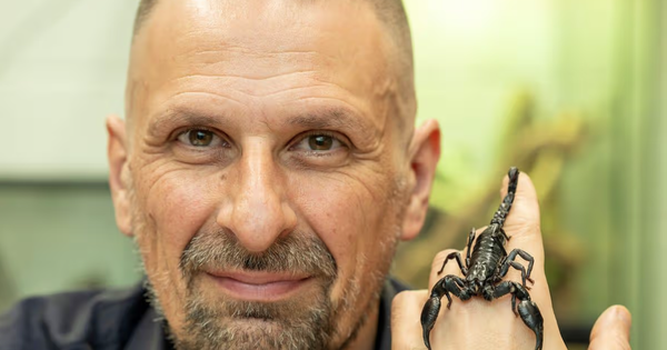 Giải mã bí ẩn về 'hang ổ' của những loài bọ cạp chết chóc