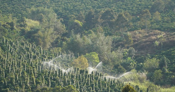 Nông dân Gia Lai hối hả tưới cà phê chạy tết trước mùa khô khắc nghiệt