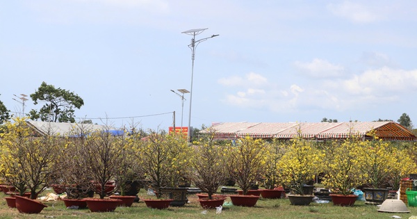 Mai vàng nở rộ, đại hạ giá vẫn ế ẩm tại chợ hoa Tết Phú Quốc