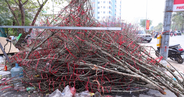 Chiều 29 tết, cành đào tiền triệu thành củi khô, chất đống trên vỉa hè Hà Nội