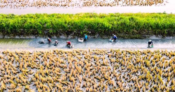 Cuối năm trúng lớn, nông dân Biển Bạch phấn khởi đón tết