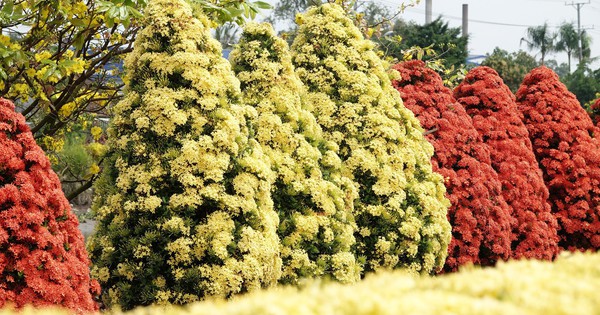 Xóm nhỏ miền Tây bừng sắc xuân với hàng rào hoa, hút khách check-in