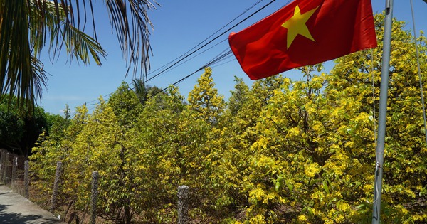 Những cây mai 'may mắn' ở Làng mai vàng Phước Định