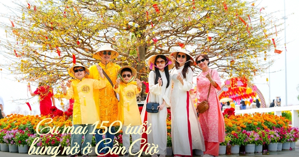 Cụ Mai 150 Tuổi Rực Rỡ, Thu Hút Du Khách Xin Lộc Đầu Xuân Tại Cần Giờ