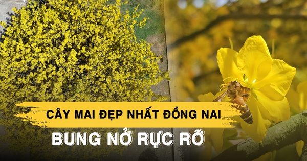 Cây mai 'vô giá' ở Đồng Nai bung nở rực rỡ sau 2 năm 'buồn', thu hút du khách từ xa