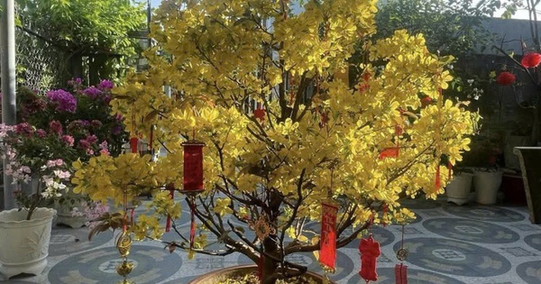 Cảnh giác chiêu lừa đảo bán mai sau Tết giá rẻ trên mạng xã hội