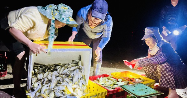 Xuyên đêm vươn khơi, ngư dân Quảng Ngãi trúng 'lộc biển'
