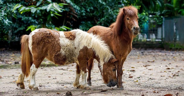 Hơn 110.000 người đổ về Thảo Cầm Viên Sài Gòn dịp tết: Có gì hấp dẫn?