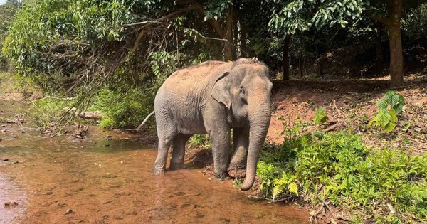 Chuyến hồi hương 'chưa từng có' của cá thể voi Lào