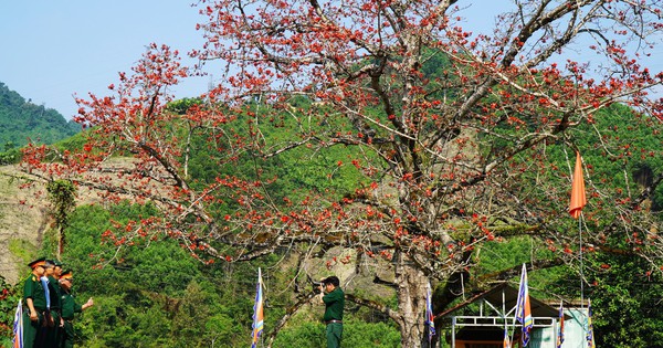 Hoa gạo đỏ rực giữa đại ngàn Trường Sơn ở ngã ba Bến Giằng