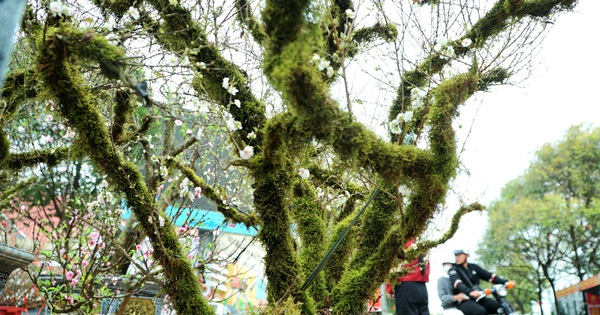 Bất ngờ hoa tết: Nhất chi mai xứ lạnh vượt 3 ngày đường lên tới cao nguyên