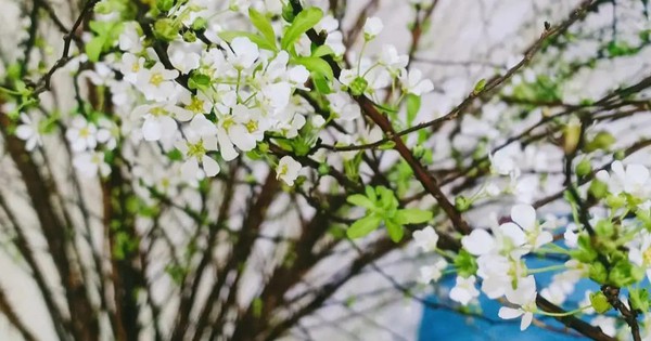 Tuyết mai nhìn như cành củi khô, vì sao chăm đúng cách lại nở trắng xóa dịp tết?