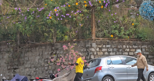 Công an mời người chặt hoa mai anh đào ở Đà Lạt làm việc