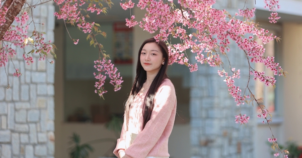 Trường ĐH Đà Lạt rực sắc mai anh đào, sinh viên, du khách thích thú chụp ảnh