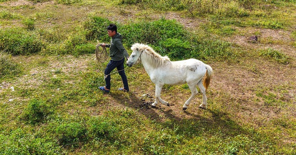 Dưới núi Thiên Mã, gia đình gần 20 năm nuôi đàn bạch mã nơi miền biển Quảng Ngãi