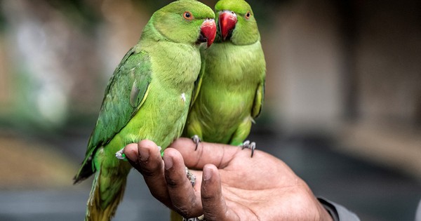 Campuchia cảnh báo nguy cơ nhiễm bệnh 'sốt vẹt'