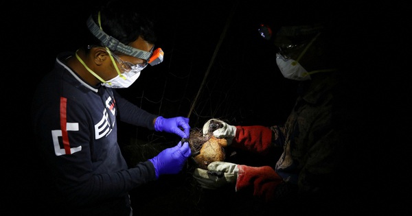 Vi rút Nipah gây tử vong ở Bangladesh