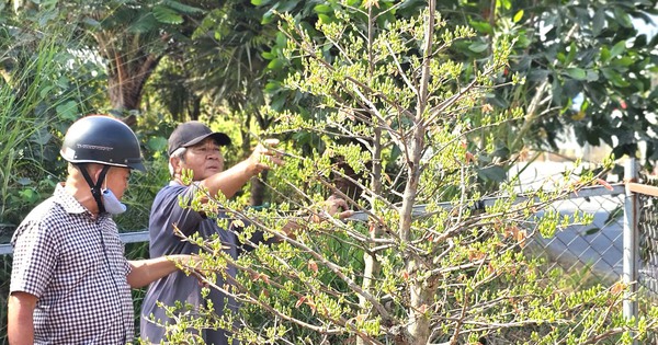 Độc đáo đường hoa mai vàng Bình Lợi rực rỡ chào xuân Bính Ngọ 2026