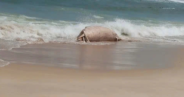 Xác cá voi dạt vào bờ biển tại Mỹ Thủy ở Quảng Trị