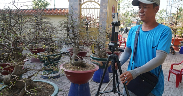 Bán mai tết bằng livestream: Nhà vườn ở đường Phạm Văn Đồng ‘lên sóng’ chốt đơn