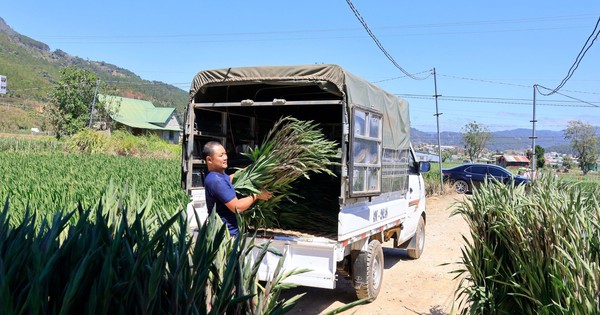 Hoa lay ơn Đà Lạt hút hàng dịp Tết Bính Ngọ, giá tăng mạnh