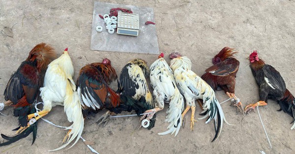 TP.HCM: Hàng trăm cảnh sát vây ráp, bắt giữ hơn 80 người đá gà, đánh bài