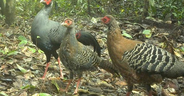 Báu vật Chư Mom Ray: Đợi thú hoang trở lại