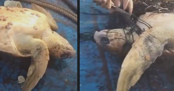 Clip rùa mắc lưới bơi đến thuyền cầu cứu gây xúc động, hút 16 triệu lượt xem