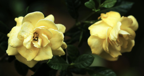 Hoa dành dành được nhiều người tìm mua từ trào lưu mạng: Lưu ý khi trồng