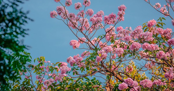 Ngày mai người Việt đón Xuân phân: Năm 2101 mới có Xuân phân ngày 21.3?