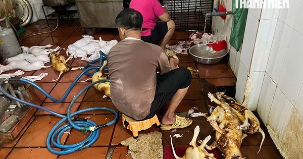 Rùng mình lò giết mổ lậu chó, mèo