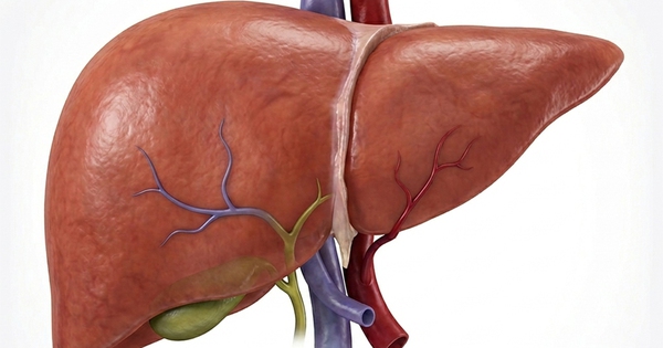 Giữ gan khỏe: Điều gì có vai trò then chốt?
