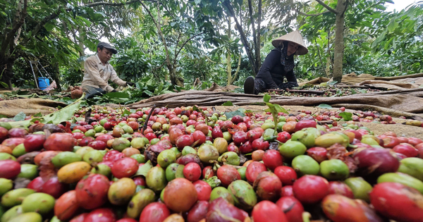 Giá cà phê có lấy lại mốc 100.000 đồng/kg?

