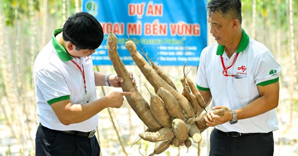 Nhật Bản hỗ trợ mô hình trồng khoai mì xanh tại Việt Nam do Ajinomoto dẫn dắt