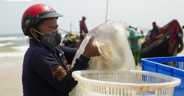 Trúng mùa sứa 'lịch sử': Thuyền đầy ắp, ngư dân kiếm tiền triệu mỗi ngày