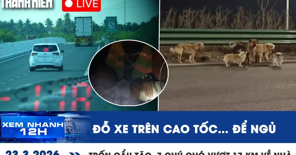 Xem nhanh 12h: Tuần này ở TP.HCM nóng nhất 36 độ | Trốn cẩu tặc, 7 chú chó vượt 17 km về nhà
