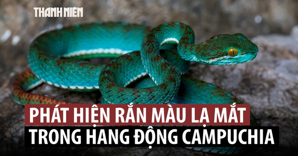 Khám phá nhiều loài mới trong hang động cổ xưa của Campuchia